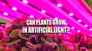 Lettuce growing under pink-purple LED grow lights in an indoor agricultural setup, highlighting the use of artificial lighting in plant cultivation.
