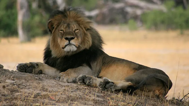 West African Lion