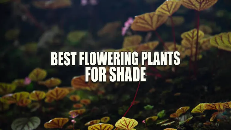 Best Flowering Plants for Shade 2024