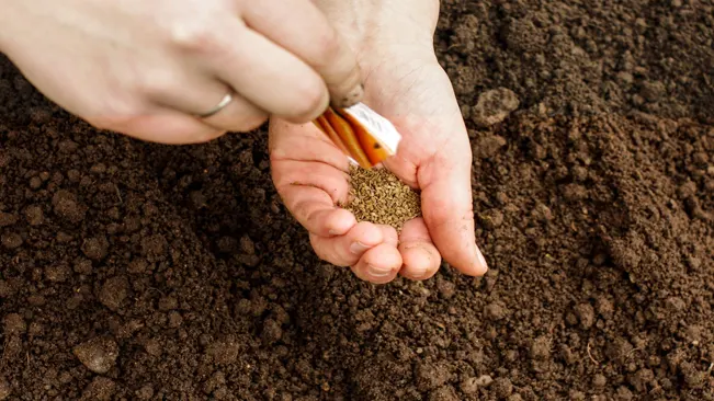 How to Plant Carrots