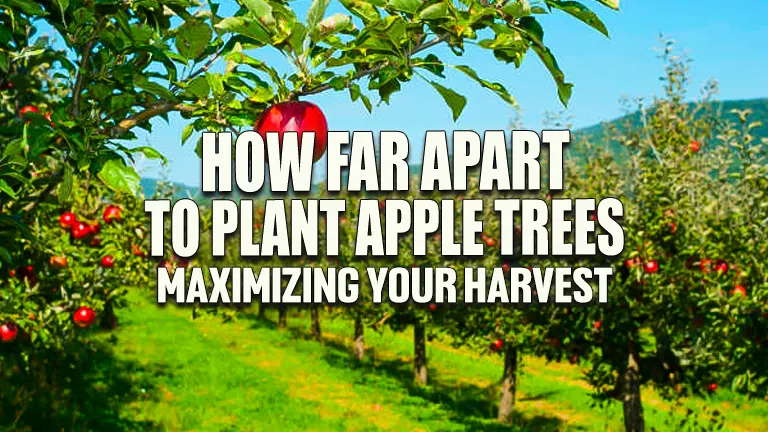 How Far Apart to Plant Apple Trees: Maximizing Your Harvest