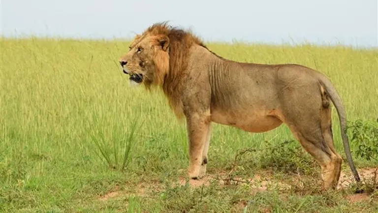 Northeast Congo Lion