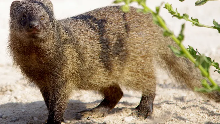 Egyptian Mongoose