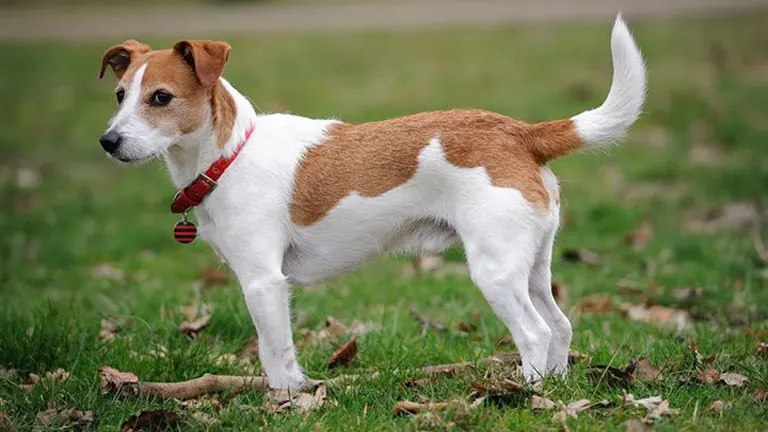 Jack Russell Terriers Dog –