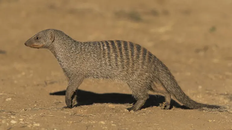 Banded Mongoose