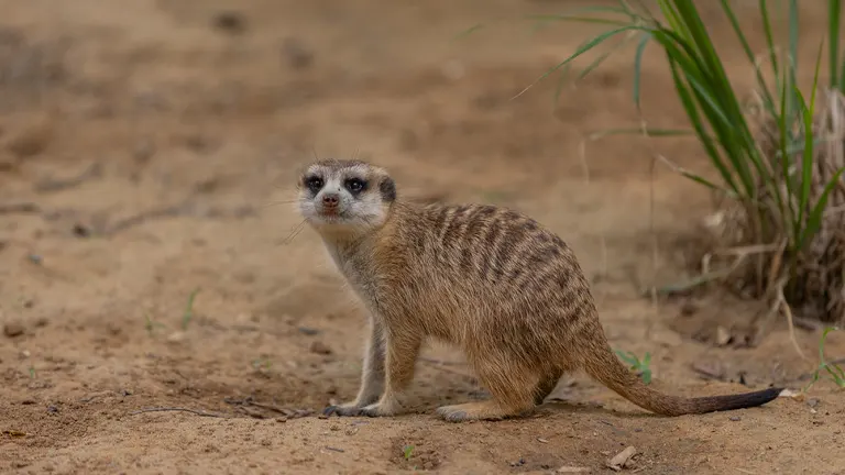 Meerkat