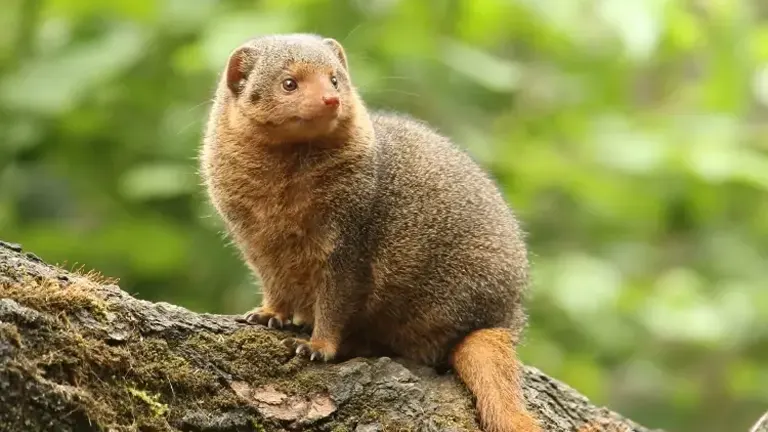 Dwarf Mongoose