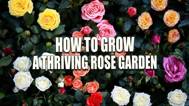 How to Grow a Thriving Rose Garden