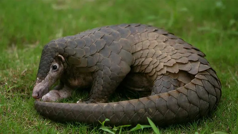 Chinese Pangolin