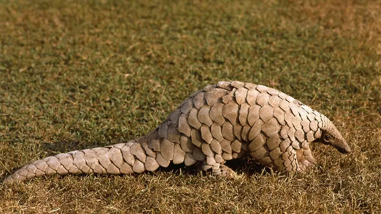 Indian Pangolin