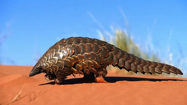 Black-bellied Pangolin