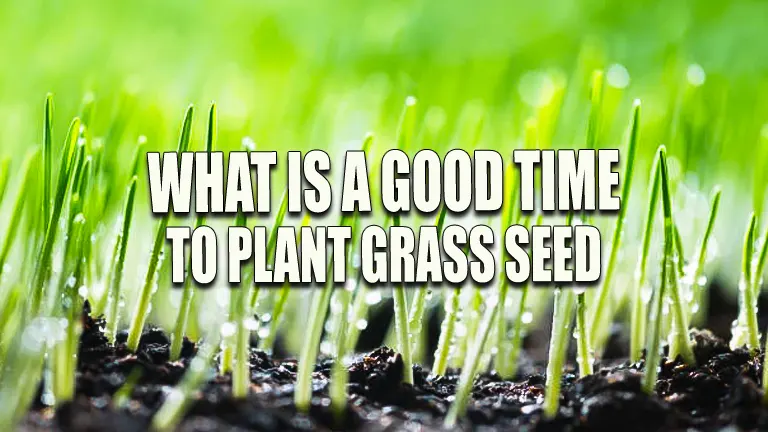 When is a Good Time to Plant Grass Seed: Seasonal Tips