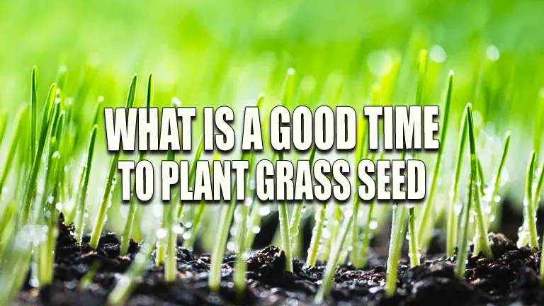 When Is A Good Time To Plant Grass Seed Seasonal Tips Forestry Reviews   1 89.webp