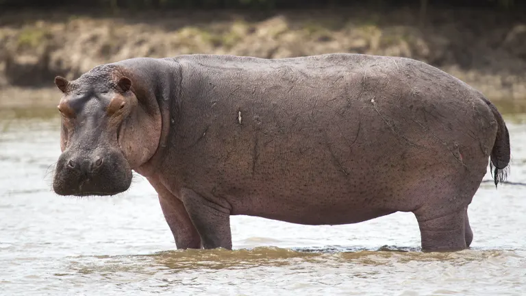 Hippopotamus