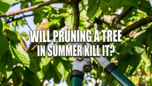 A close-up of a pair of manual pruning shears cutting through a branch on a leafy tree, highlighting the process of summer pruning.