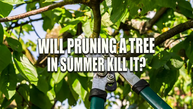 Will Pruning a Tree in Summer Kill It?