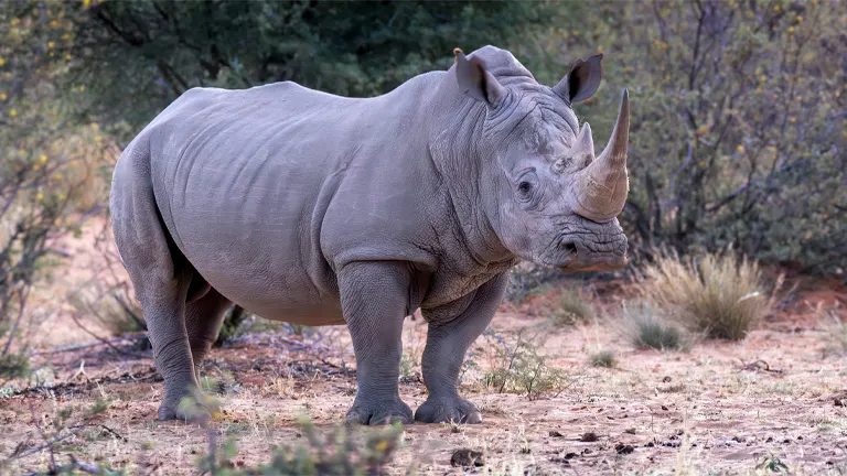 White Rhinoceros