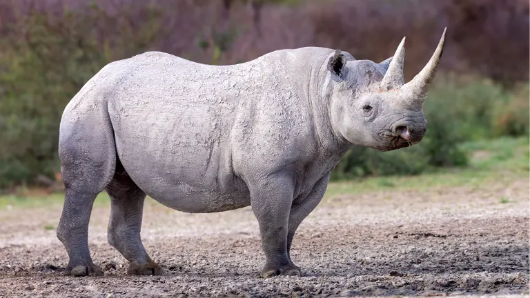 Black Rhinoceros