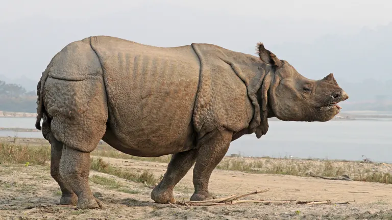 Indian Rhinoceros