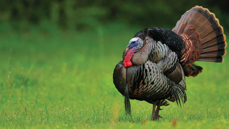 Osceola Wild Turkey