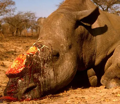 A lifeless black rhinoceros lying on the ground, a victim of illegal trade and poaching.