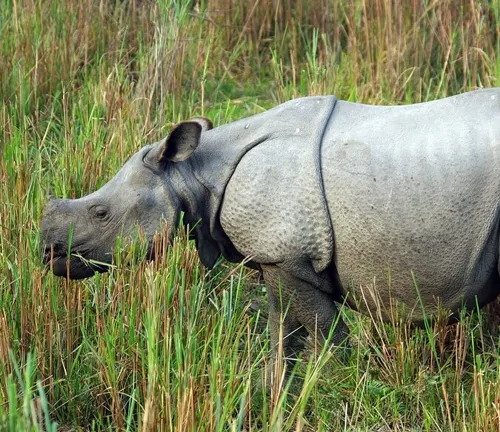 A wild Indian Rhinoceros stands in tall grass, showcasing its herbivorous lifestyle.