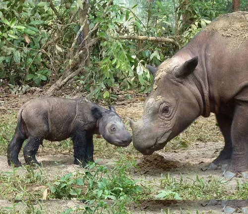 A Javan rhinoceros mother and her baby in the wild, showcasing their natural mating behavior.