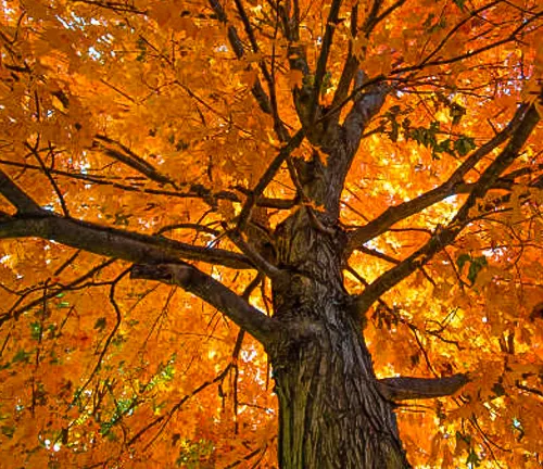 Upward view of a majestic sugar maple tree with a rich display of vibrant orange leaves, showcasing the full splendor of the fall season.
