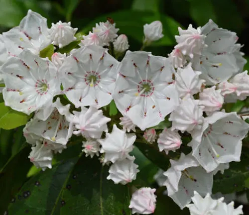 A cluster of delicate white mountain laurel flowers with pink accents and green leaves.