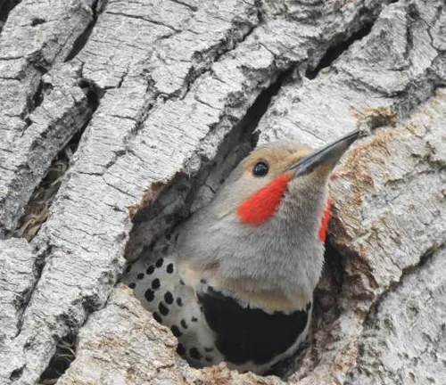 A Northern Flicker woodpecker with distinctive red markings peeking out from its nest in the rough bark of a tree.