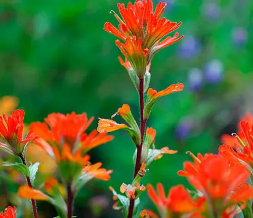 Close-up of vibrant orange Indian Paintbrush flowers with green stems, with a soft-focus background of greenery and purple wildflowers.