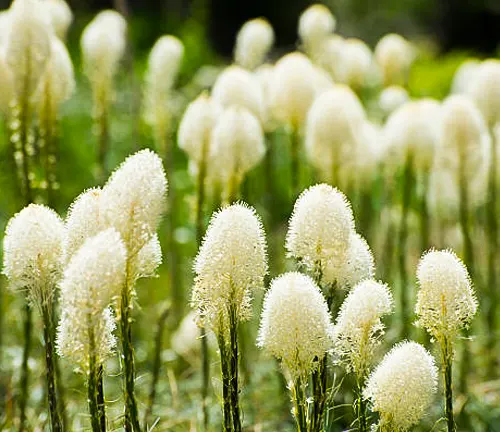Close-up of a cluster of white, fluffy Beargrass flowers, native to mountainous regions, illuminated by sunlight against a soft-focused green background.