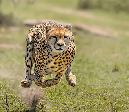 A Southeast African Cheetah, a solitary hunter, sprinting through the grassland.