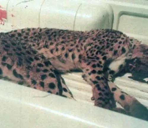 A king cheetah lies in the back of a truck, symbolizing the consequences of habitat loss. #ConservationAwareness