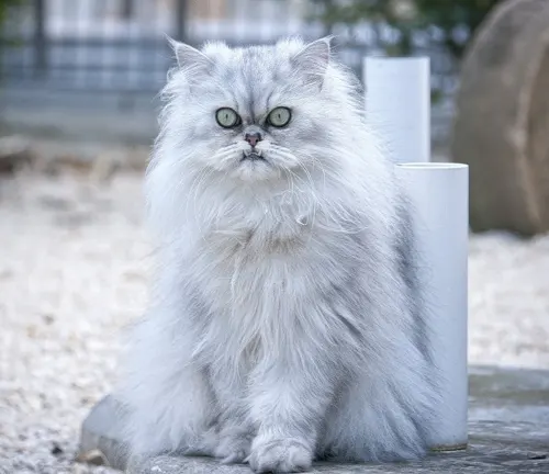 A serene Persian cat with a fluffy white coat peacefully perched on a stone ledge.