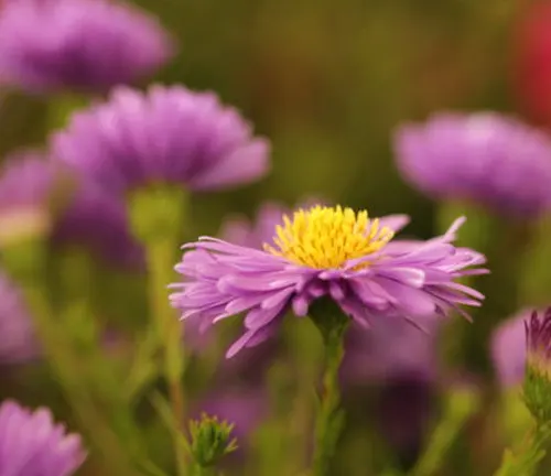 Vibrant purple aster flowers in bloom, with a single, sharply focused flower in the center showcasing detailed lavender petals and a bright yellow center, surrounded by soft-focused blossoms.
