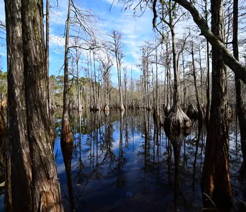 A serene swamp landscape featuring tall bald cypress trees with distinctive flared trunks reflected in the still, dark water, under a bright blue sky with wispy clouds.