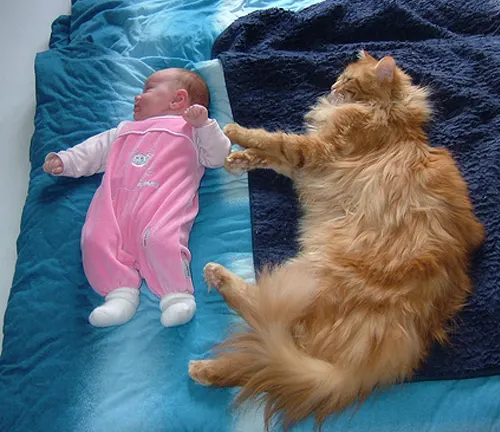 A baby peacefully rests on a bed beside a friendly orange Maine Coon cat, creating a heartwarming scene.