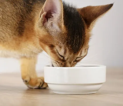 Abyssinian cat sitting next to a bowl of balanced diet food, consisting of meat, vegetables, and grains.