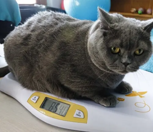 A British Shorthair cat sits on a digital scale, highlighting the issue of obesity.
