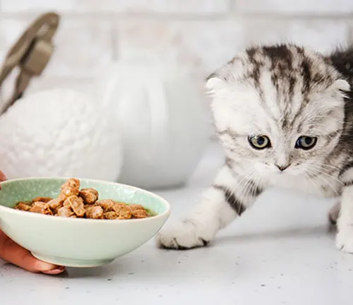 A Scottish Fold kitten happily munching on food from a bowl, following its dietary requirements.