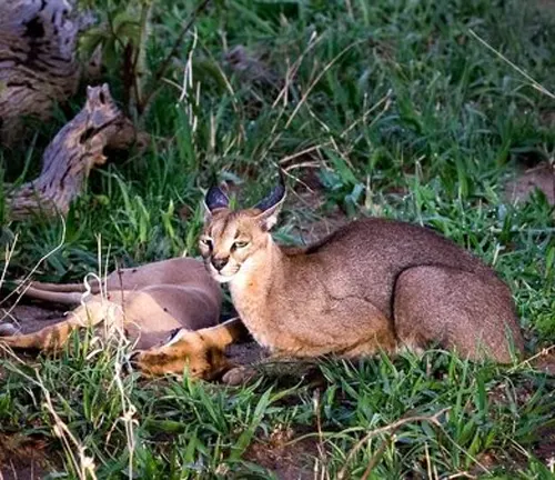 A cat resting beside a lifeless creature on the ground. Image related to "Caracal" diet and feeding.