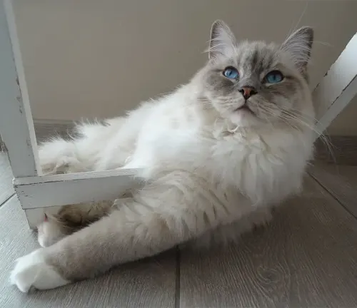 A Ragdoll cat peacefully rests on the floor beside a chair.