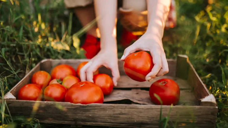 A person kneeling in the grass, carefully placing ripe red tomatoes into a rustic wooden crate.

