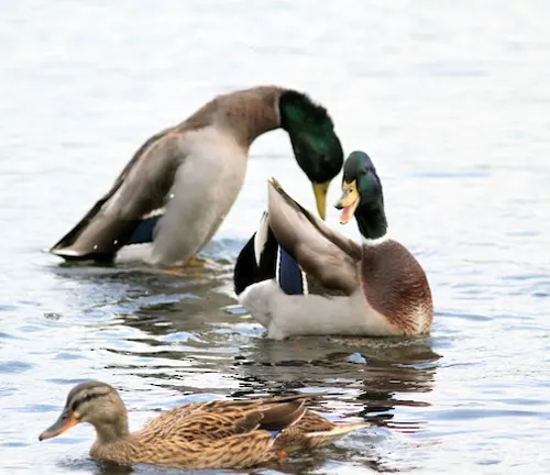 A Mallard duck swimming gracefully on calm water, displaying its vibrant green head and brown feathers.