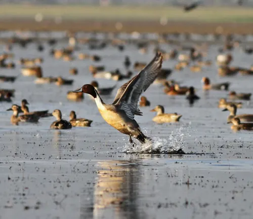 A Northern Pintail duck gracefully lifts off from the water in a marsh, evading potential threats.
