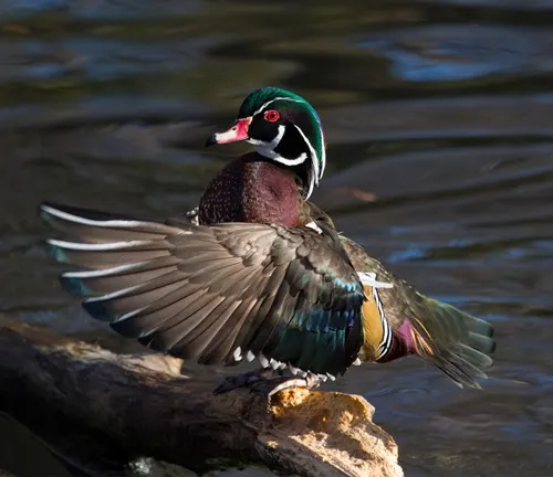 "Male wood duck displaying vibrant plumage and intricate courtship behavior in a serene pond."