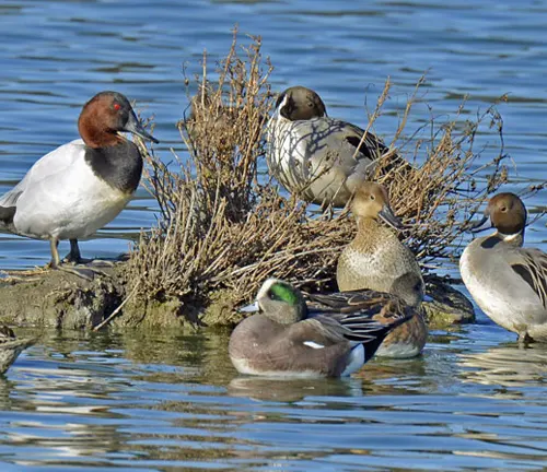 A group of Canvasback Ducks standing on a rock in the water.