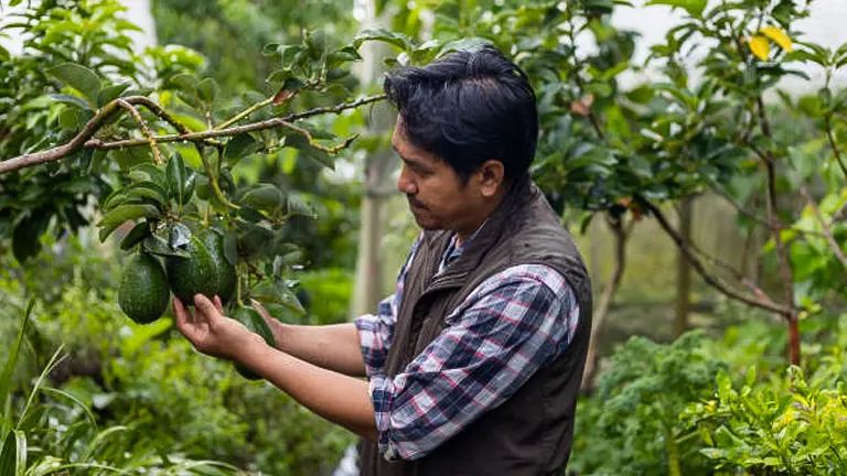 A man in a vest and plaid shirt inspecting avocados on a tree in an orchard.