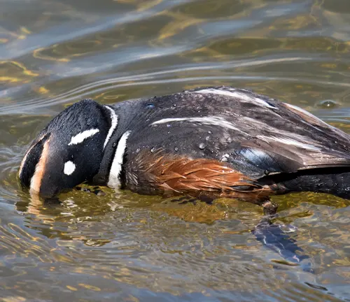 A Harlequin Duck with a black and white head gracefully swims in the water.